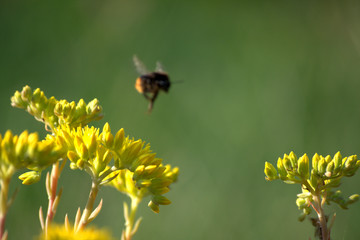 bumblebee on yellow flower,fly, summer, insect, nature,pollen, animal,spring, wildlife, close-up,