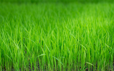 Fototapeta na wymiar green grass in the morning, background Texture.