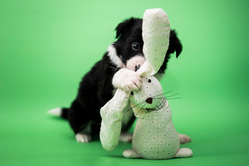 Puppy © Jagoda