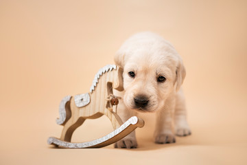 Puppy © Jagoda