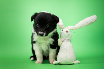 Puppy © Jagoda