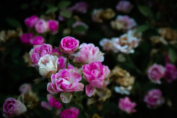 pink flowers in the garden