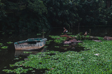 Duck on Abandoned Boat in Lake