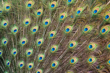 Fototapeta premium Male peacock bird, Pavo cristatus, with full display tail feathers