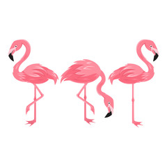 Set of Flamingo isolated on white background, Exotic tropical birds characters. vector illustration