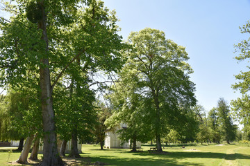 Grands chênes au jardin de Chantilly, France