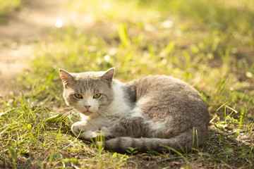 Fototapeta premium Beautiful gray homeless cat in the grass
