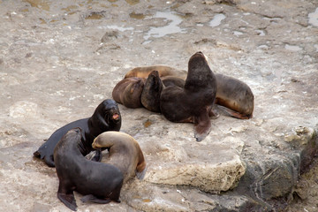 Sea lions near Puerto Piramides on Peninsula Valdes, Argentina
