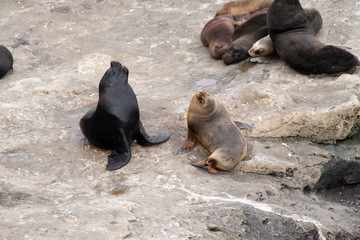 Fototapeta premium Sea lions near Puerto Piramides on Peninsula Valdes, Argentina