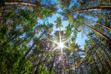 In the pine forest in summer