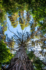 Pine with dry branches in the forest