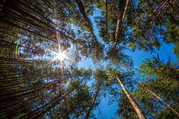 The tops of tall pines in the blue sky