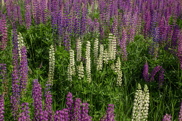 Lupine field with pink purple and blue flowers