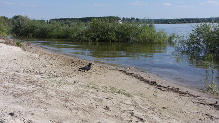 Fototapeta premium Берег большого озера,пейзаж,голубь на берегу.