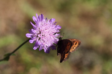 Schmetterling