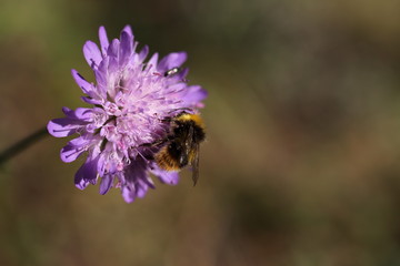 Hummel