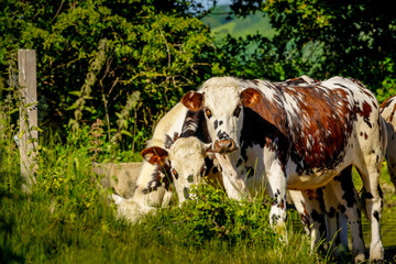 Animal ferme vache 408