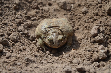 earthen toad sits in the ground