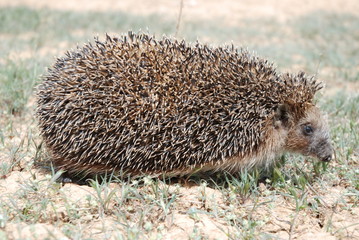 The common hedgehog (Erinaceus europaeus) walks along the steppe in the spring. An ordinary hedgehog is a representative of the order of insectivores, an omnivorous animal, a mammal. © ALEXANDR