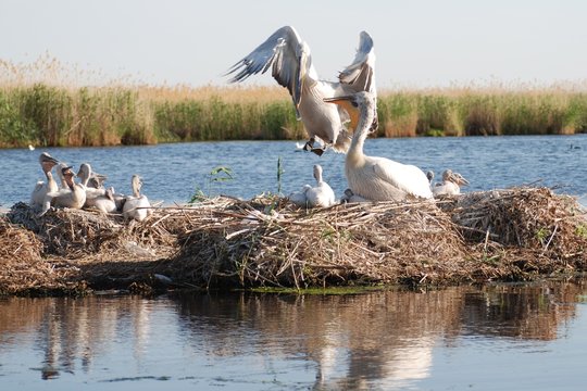 Kudryávyy pelikán (Pelecanus crispus) gnezditsya na platforme iz kamysha. Ptitsa semeystva pelikanovykh, gnezdyashchayasya perelotnaya ptitsa. Samyy redkiy iz vsekh vidov pelikanov.