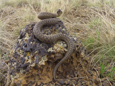 The steppe viper (Vipera ursinii) is basking in the sun on a warm day. The steppe viper is a poisonous representative of the snake genus of real vipers.