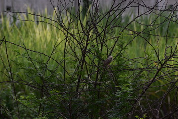 thorn plant in a farm