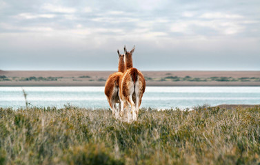 Guanacos, or wild lama's, walking away on Peninsula Valdes, Argentina