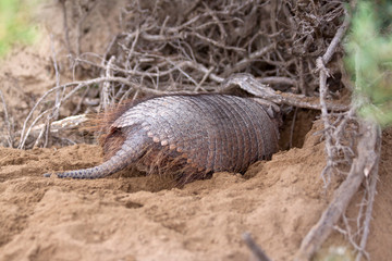 Armadillo in front of its den, showing its powerful claws, perfectly made for digging. 