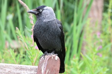 A view of a Jackdaw
