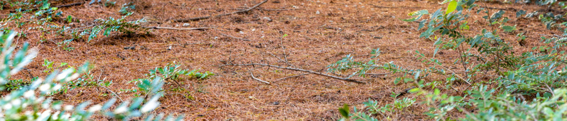 closeup of of pine needles and bushes in autumn, panorama