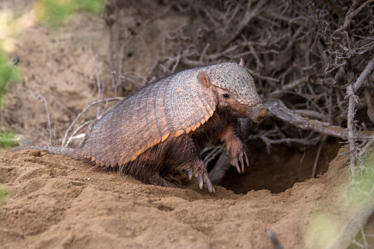 Armadillo in front of its den, showing its powerful claws, perfectly made for digging. 