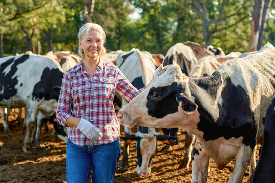 Farmer woman is working on farm with dairy cows