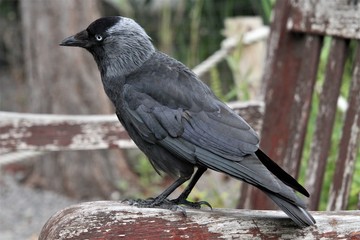 A view of a Jackdaw