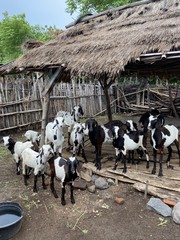 Troupeau de chèvres dans un enclos, ferme à Lombok, Indonésie