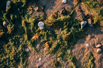 texture seashore sand shells and algae