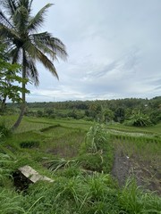 Rizière en terrasses à Lombok, Indonésie