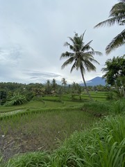 Fototapeta na wymiar Rizière à Lombok, Indonésie