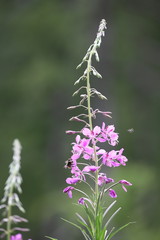 Waldweidenröschen