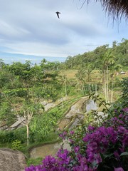 Rizière à Lombok, Indonésie