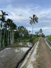 Chemin d'une rizière à Lombok, Indonésie