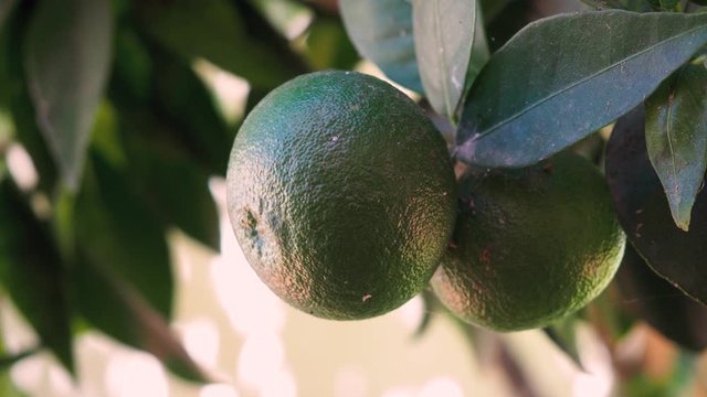 Naranjas en el &aacute;rbol