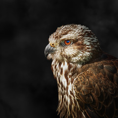 Saker falcon (Falco cherrug)