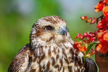 Saker falcon (Falco cherrug)