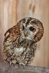 Tawny owl or brown owl (Strix aluco)