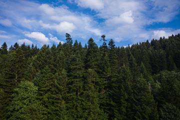 Skole Beskids National Nature Park. View from drone on forest, mountain