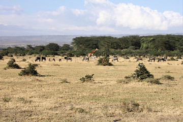 Fototapeta na wymiar wildebeest and zebras in Kenya
