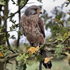A view of a Kestrel in a tree