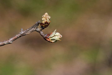 not yet opened tree blossoms in front of blurred background