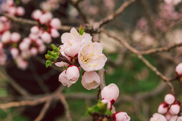 Fototapeta na wymiar Blossoms of Apricots