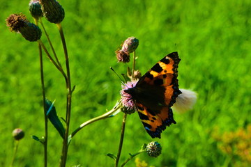 Buttlerfly with open wings sitting on a plant with green bokeh background.